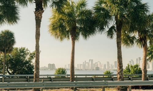 palm trees by a body of water and a city in the background